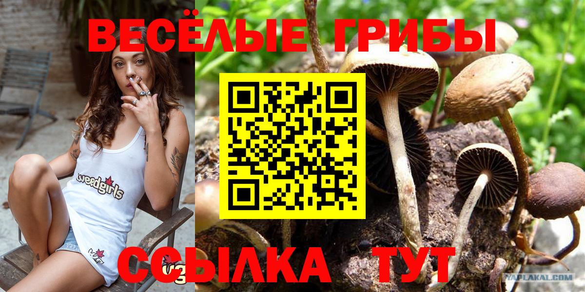 Псилоцибиновые грибы мицелий Кизляр